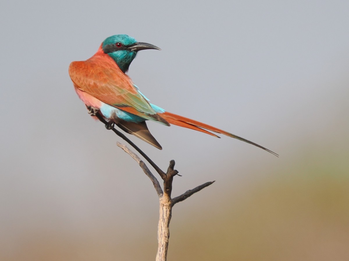 שרקרק ורוד - ML645879522