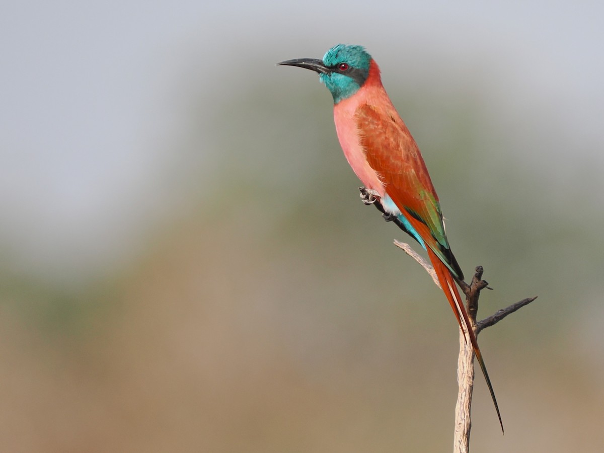 שרקרק ורוד - ML645879523