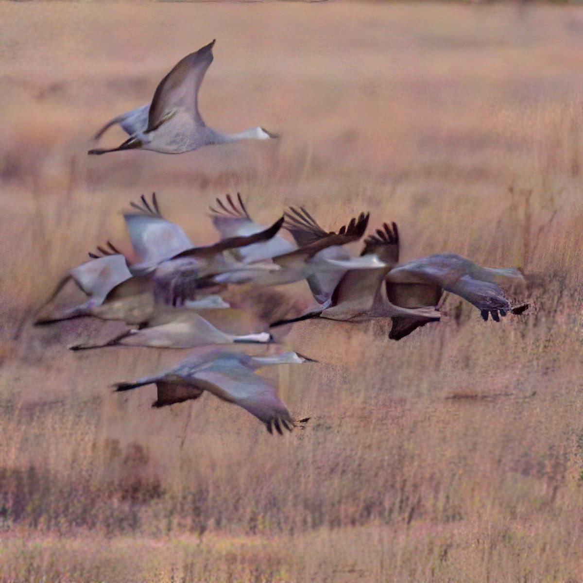 jeřáb popelavý - ML645879528