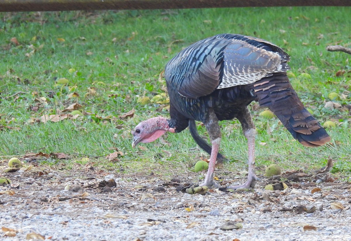 Wild Turkey - ML645879538