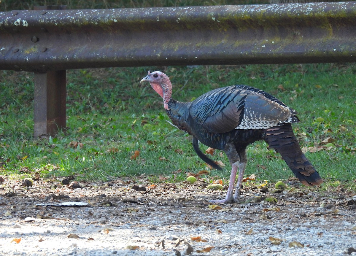 Wild Turkey - ML645879539