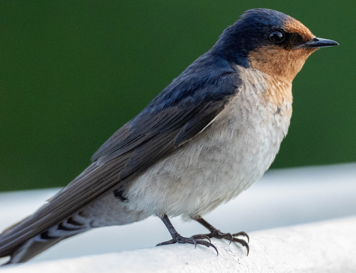 Welcome Swallow - ML645879549