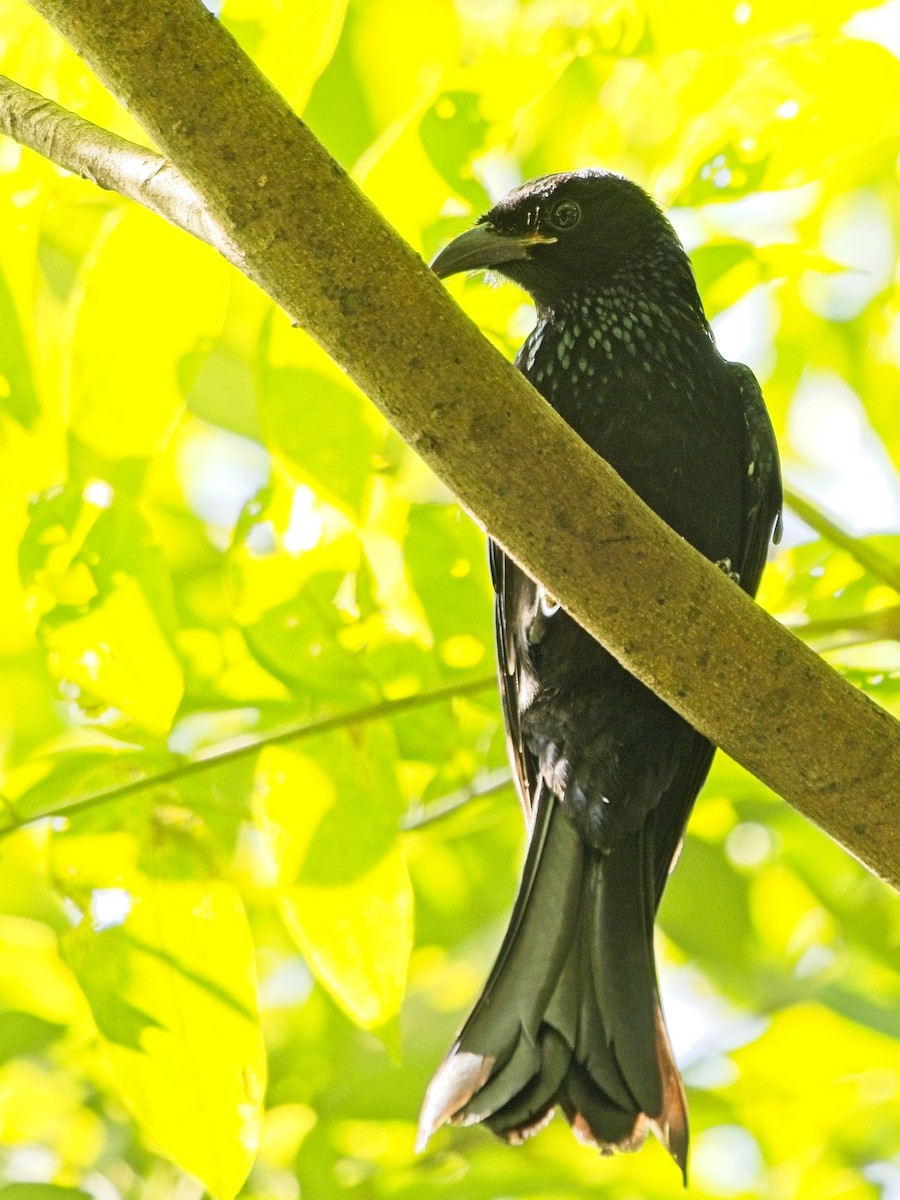 Hair-crested Drongo - ML645879551