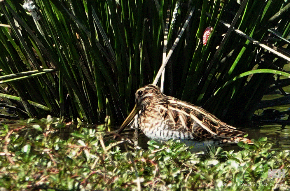 Common Snipe - ML645879561