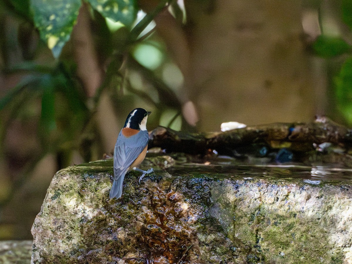 Гаїчка японська - ML645879565