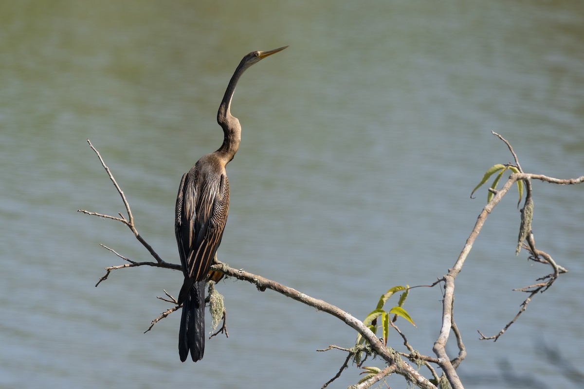 Orient-Schlangenhalsvogel - ML645879577