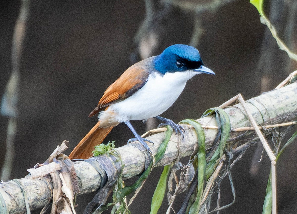 Shining Flycatcher - ML645879578