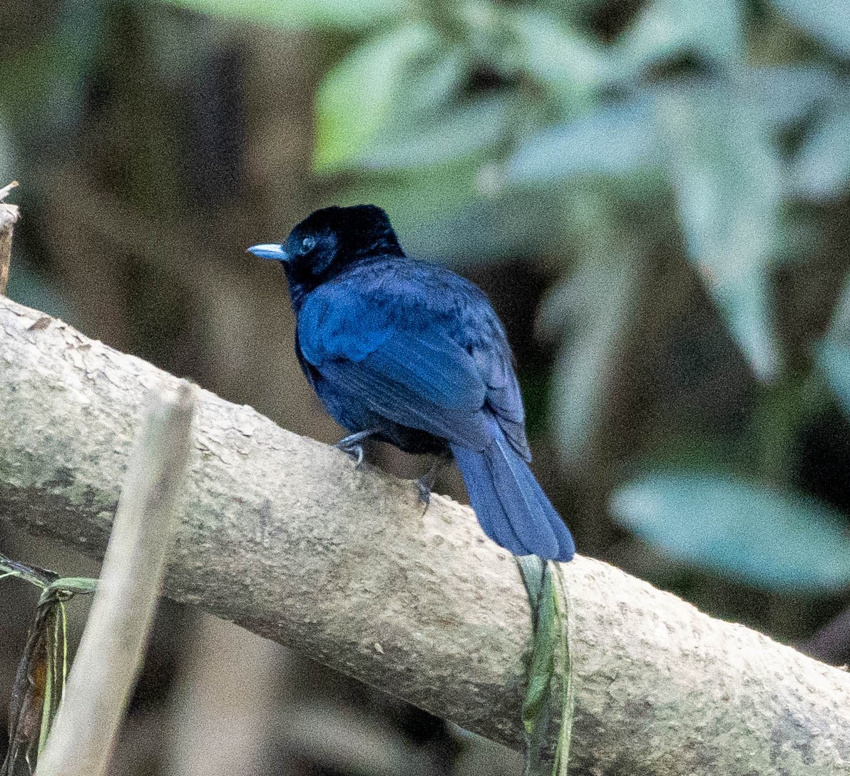 Shining Flycatcher - ML645879579