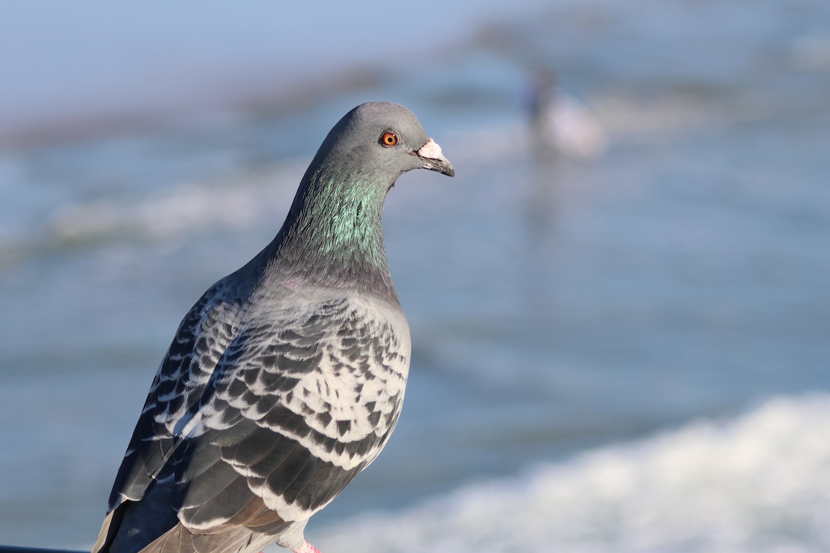 Piccione domestico - ML645879582