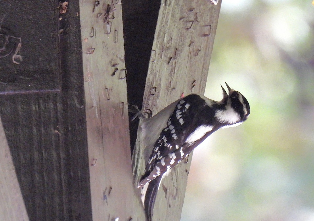 Downy Woodpecker - ML645879614