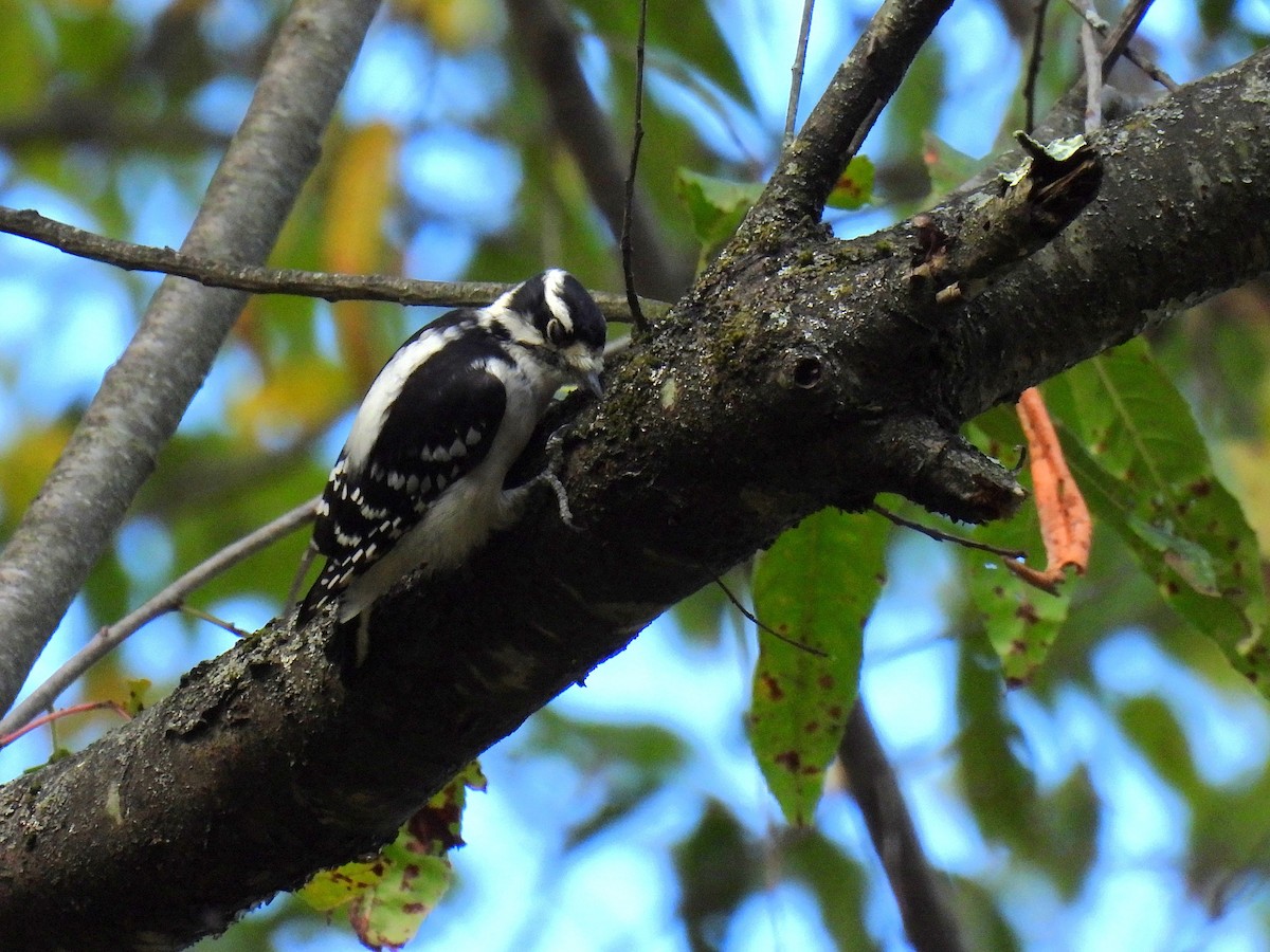 Downy Woodpecker - ML645879615