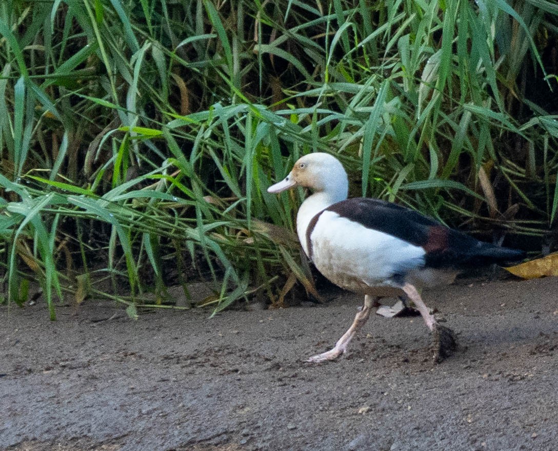 Radjah Shelduck - ML645879617