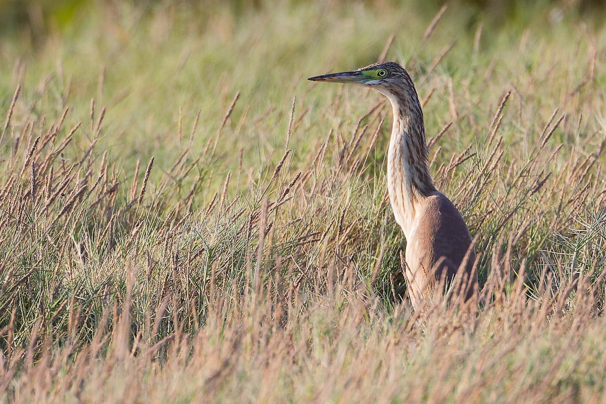 Rallenreiher - ML645879642