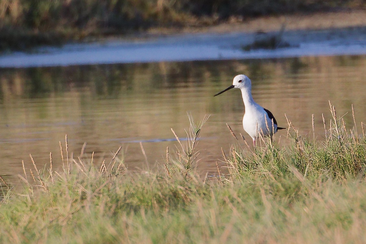 Stelzenläufer - ML645879644