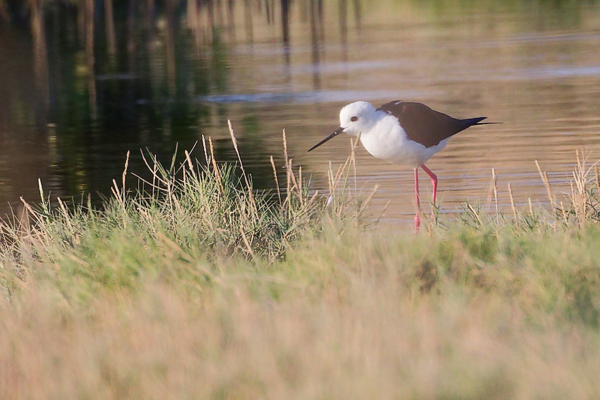 Stelzenläufer - ML645879646