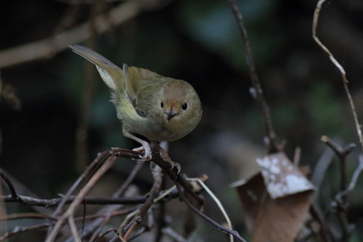 Fahlstirnsericornis - ML645879647