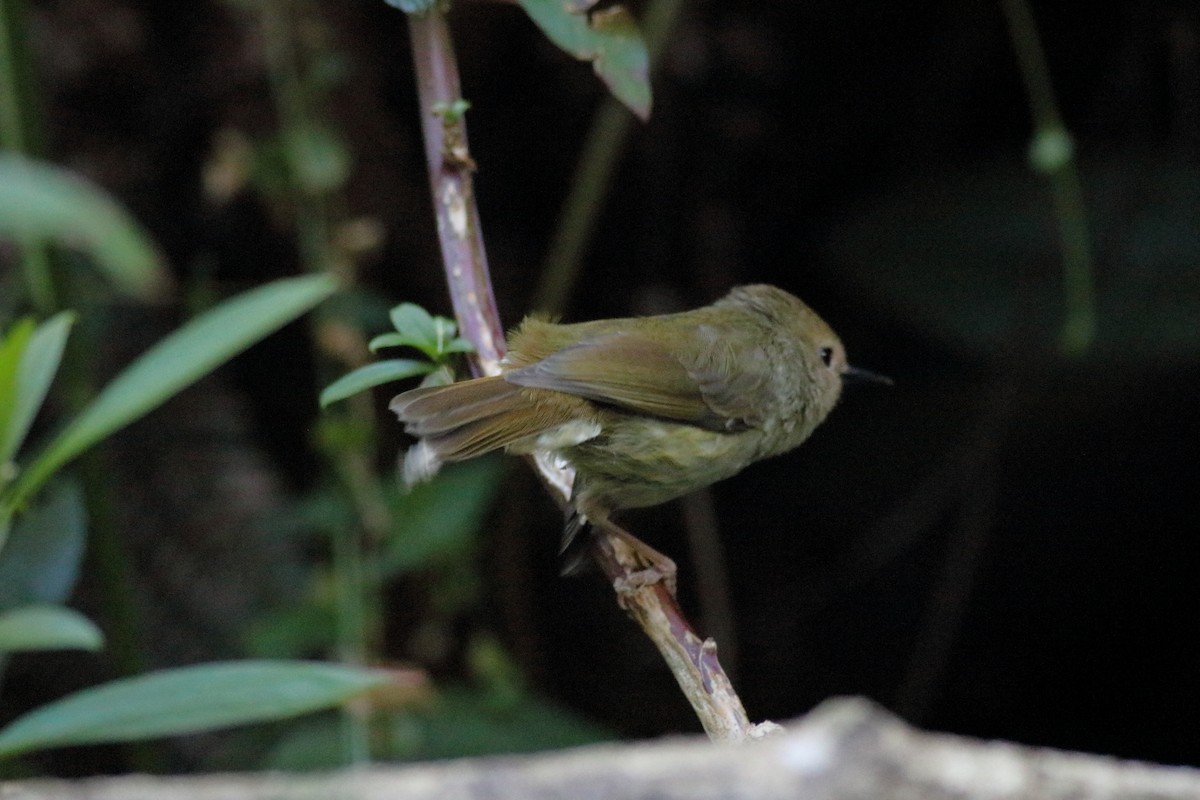 Fahlstirnsericornis - ML645879649