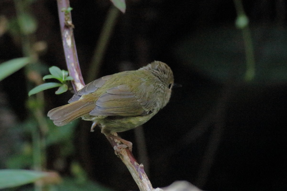 Fahlstirnsericornis - ML645879650