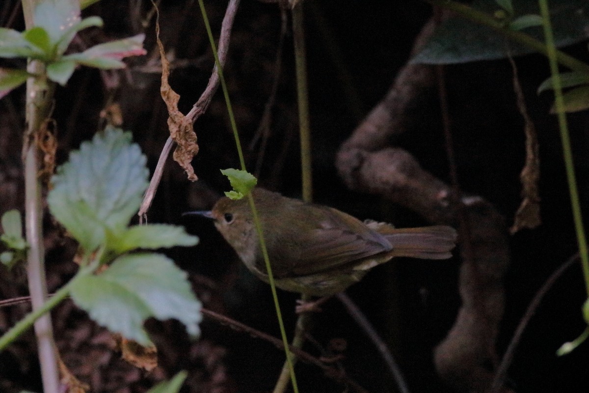 Fahlstirnsericornis - ML645879651