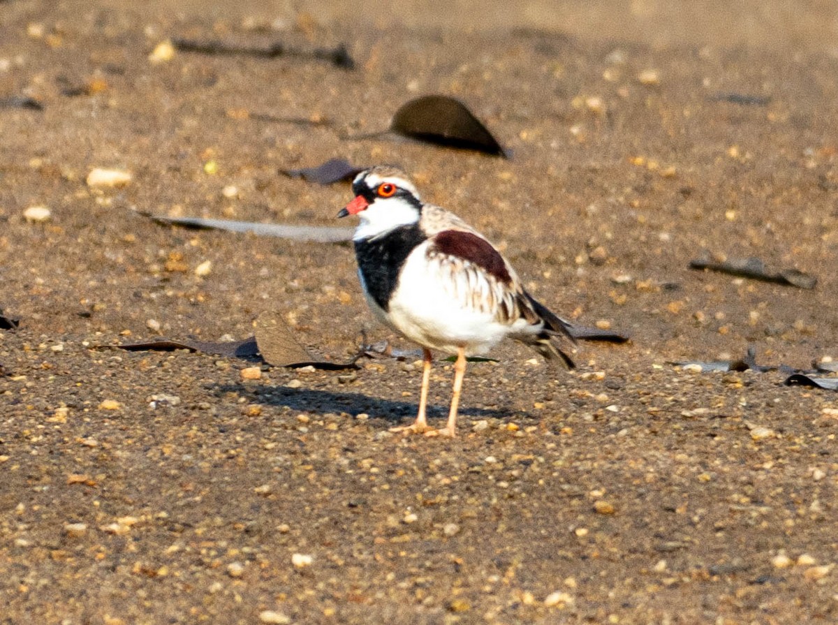 Schwarzstirn-Regenpfeifer - ML645879653