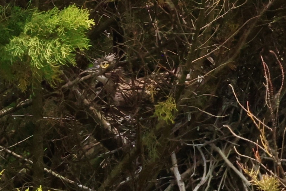 Rotrückenreiher - ML645879654