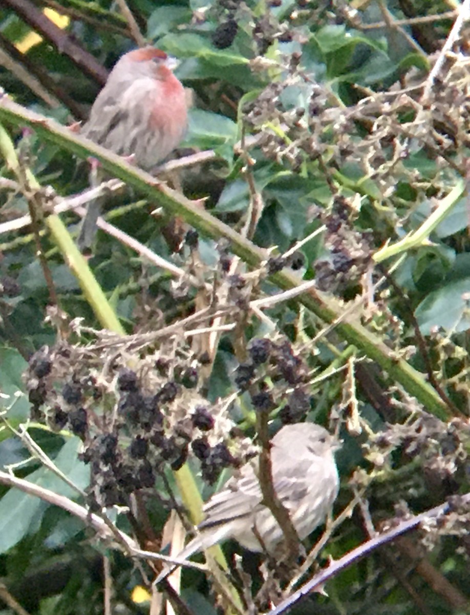 Hausgimpel - ML645879655