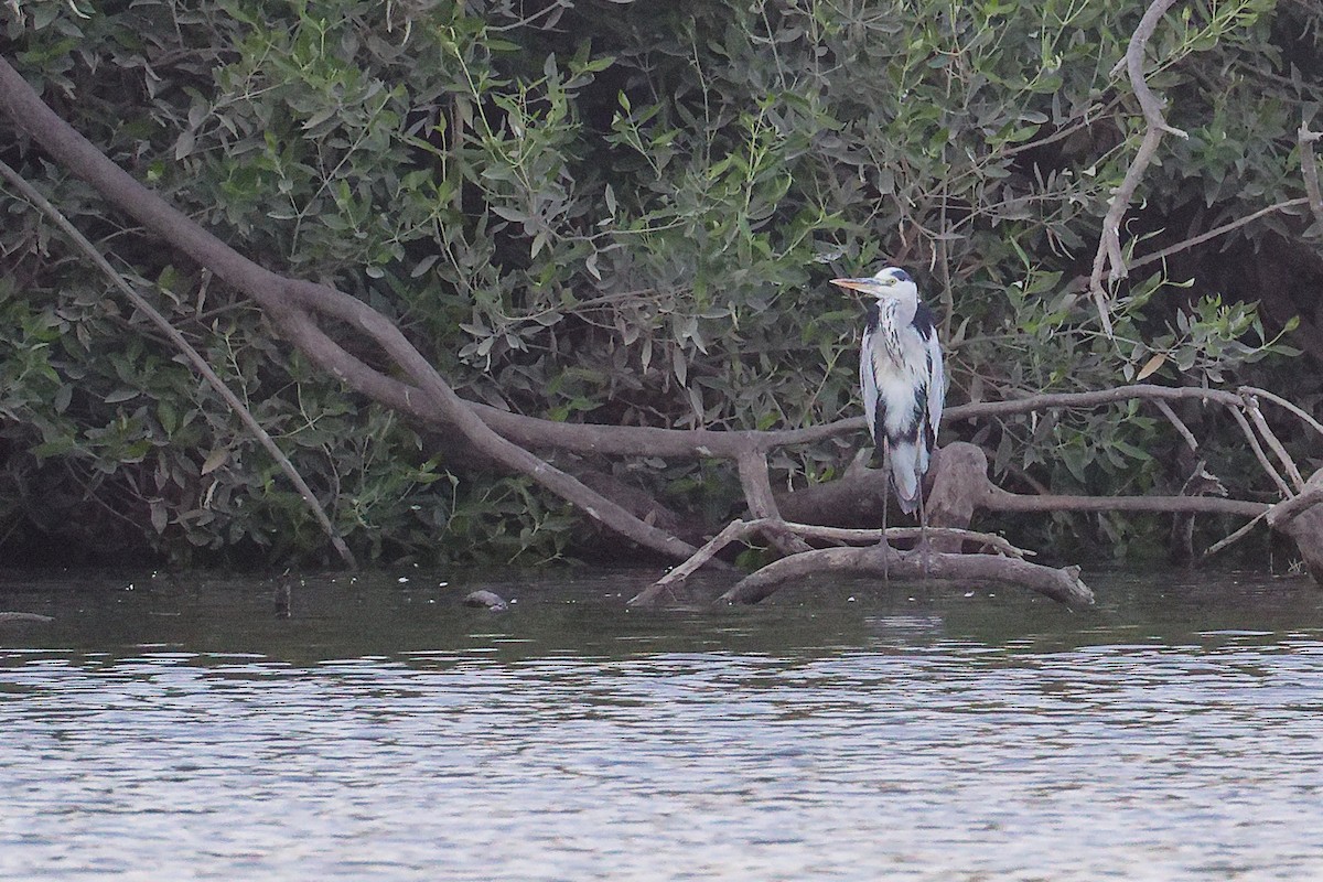 Graureiher - ML645879657