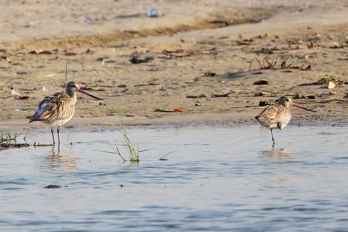 Pfuhlschnepfe - ML645879659