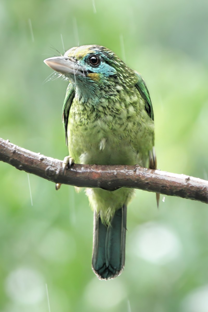 Goldstirn-Bartvogel - ML645879661