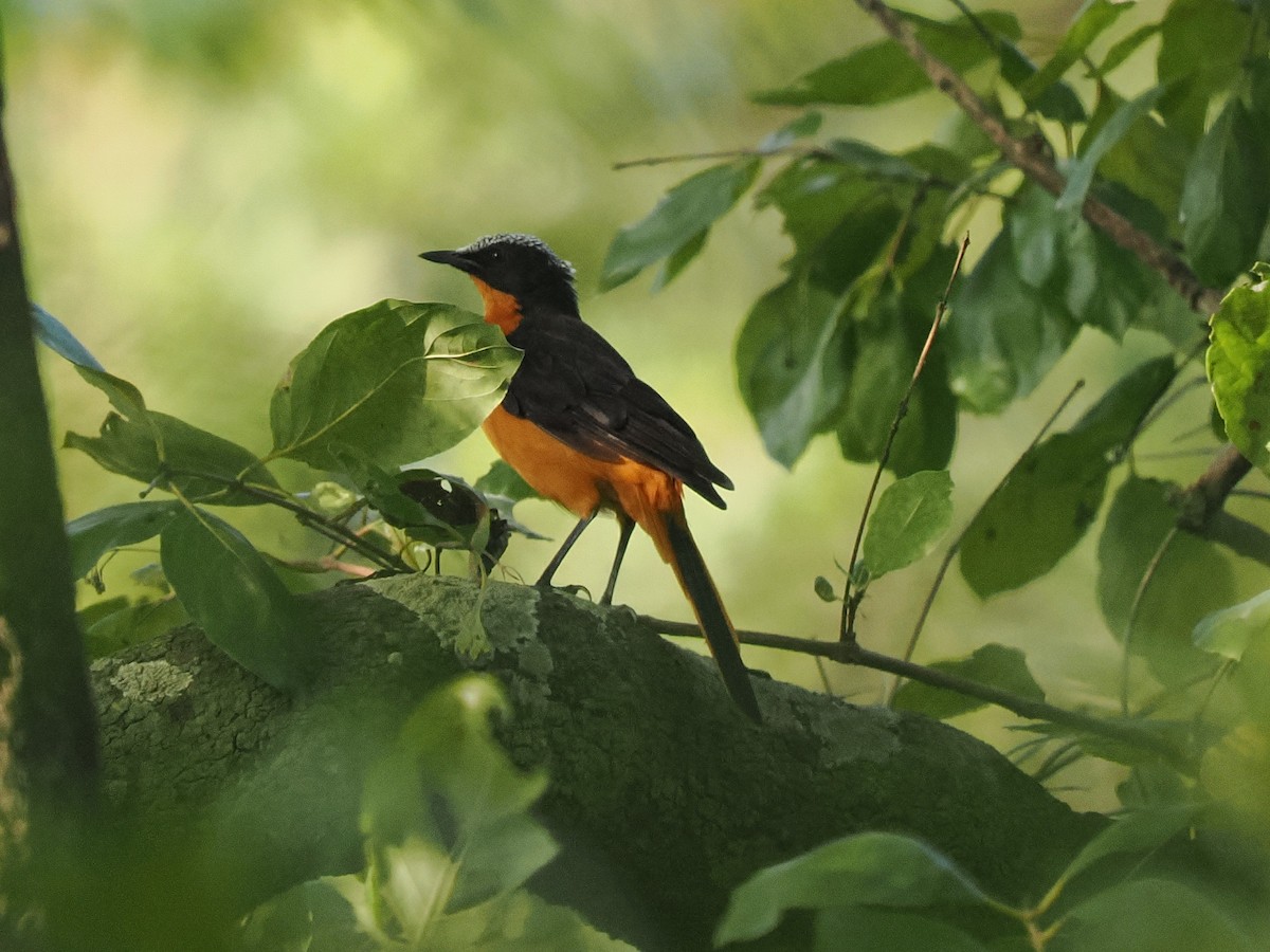 Weißscheitelrötel - ML645879663