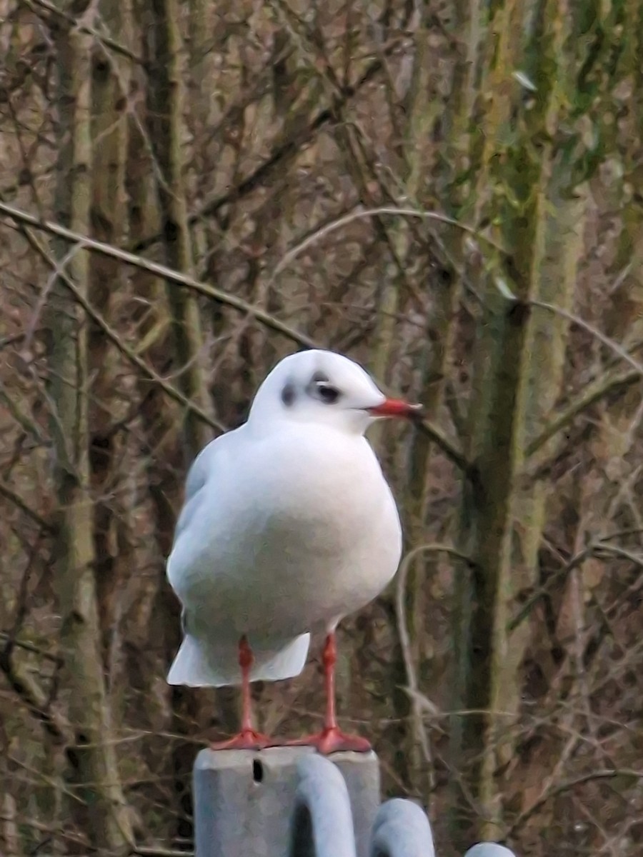 Lachmöwe - ML645879664