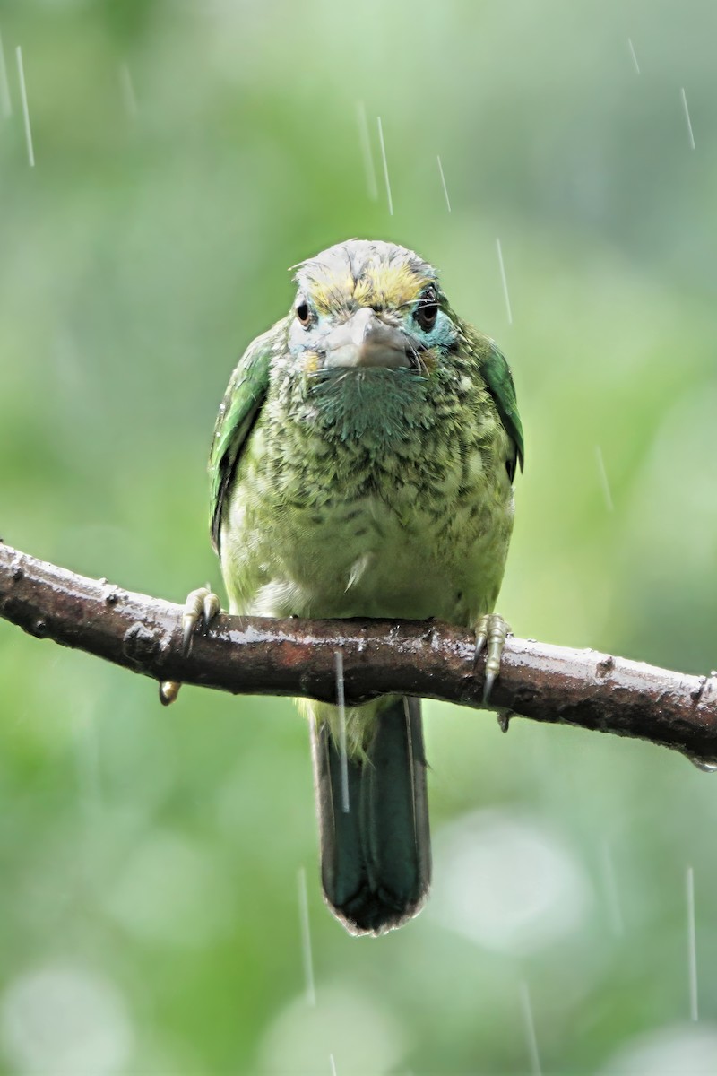 Goldstirn-Bartvogel - ML645879666