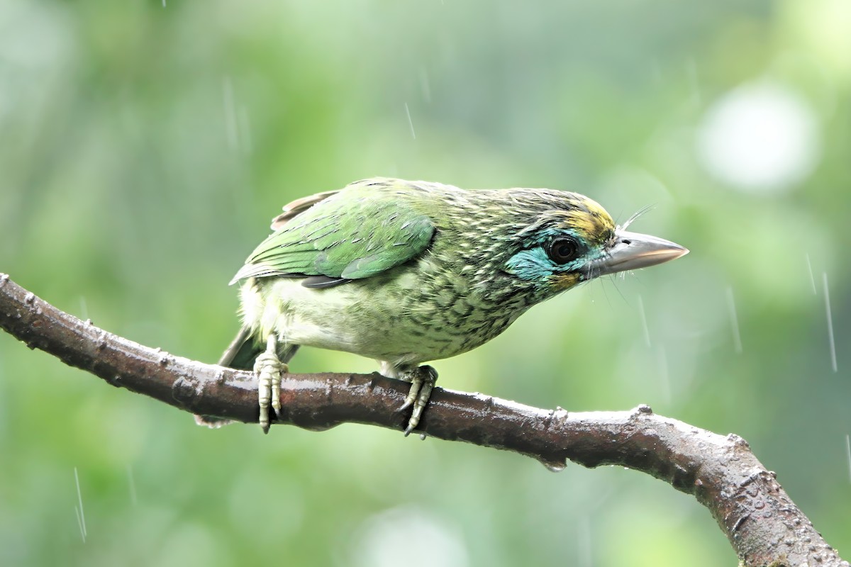 Goldstirn-Bartvogel - ML645879669