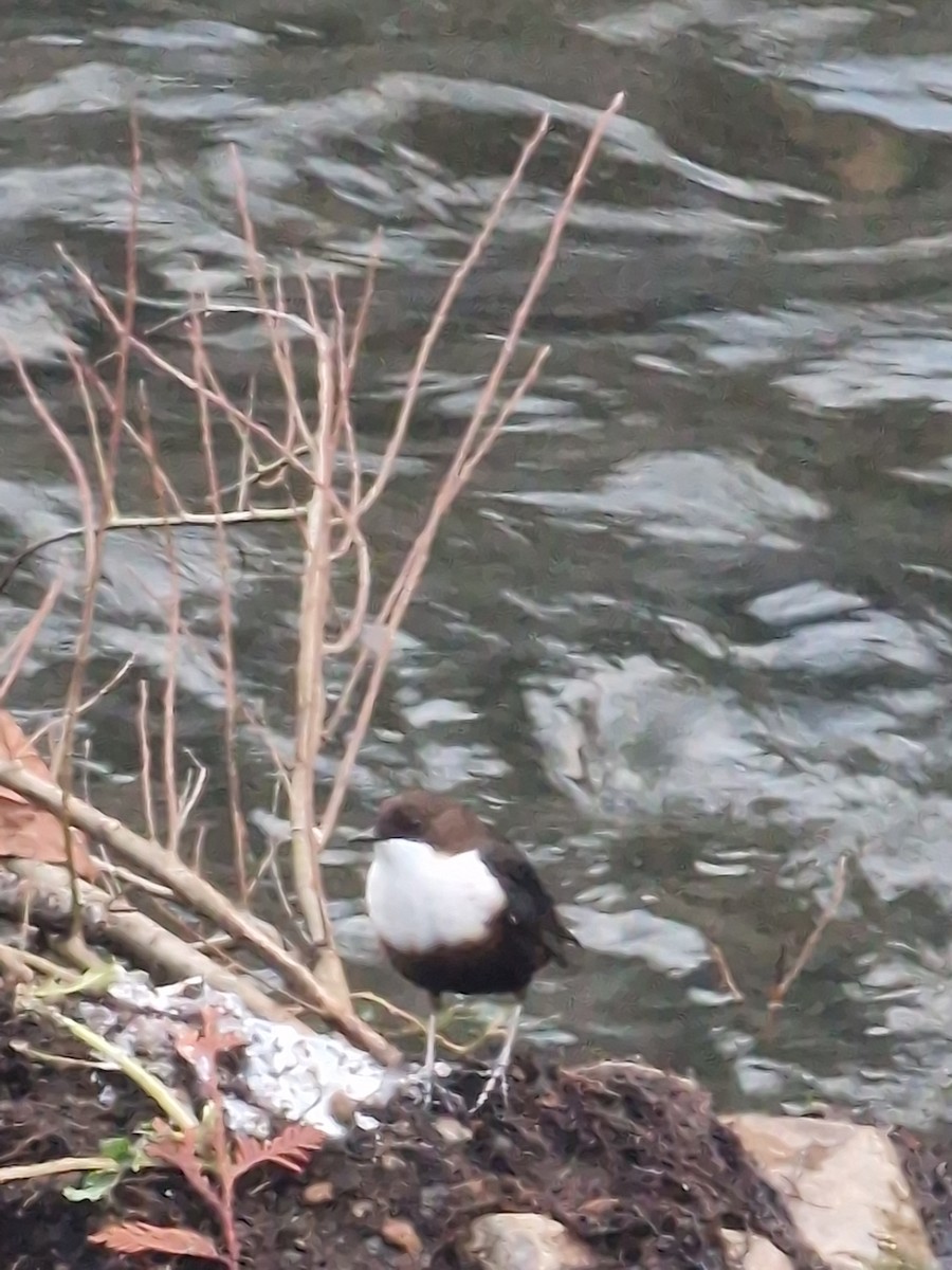 Wasseramsel - ML645879670