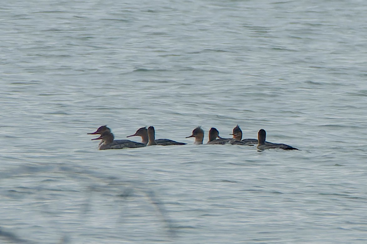 Mittelsäger - ML645879671