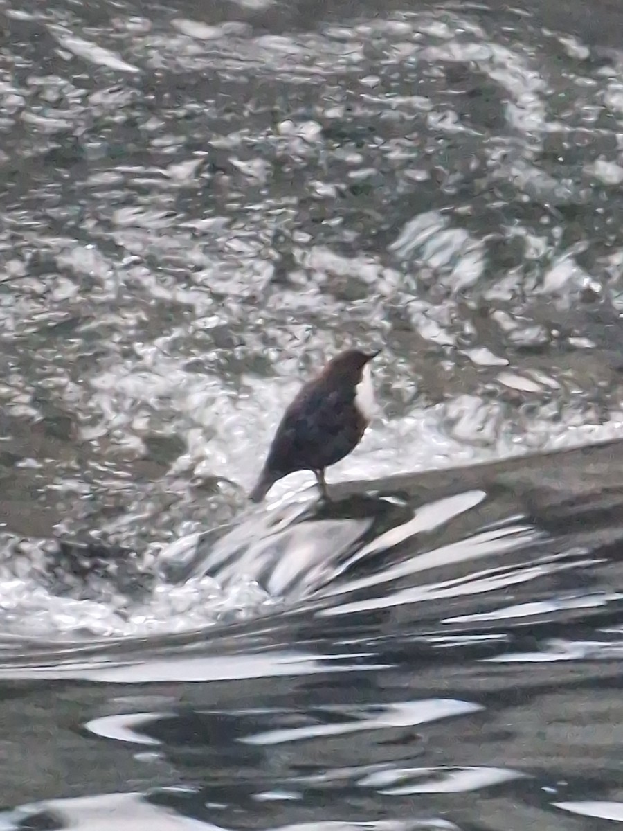 Wasseramsel - ML645879672