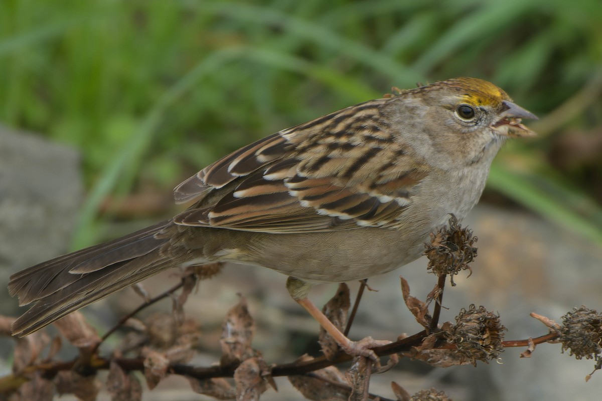 Kronenammer - ML645879673