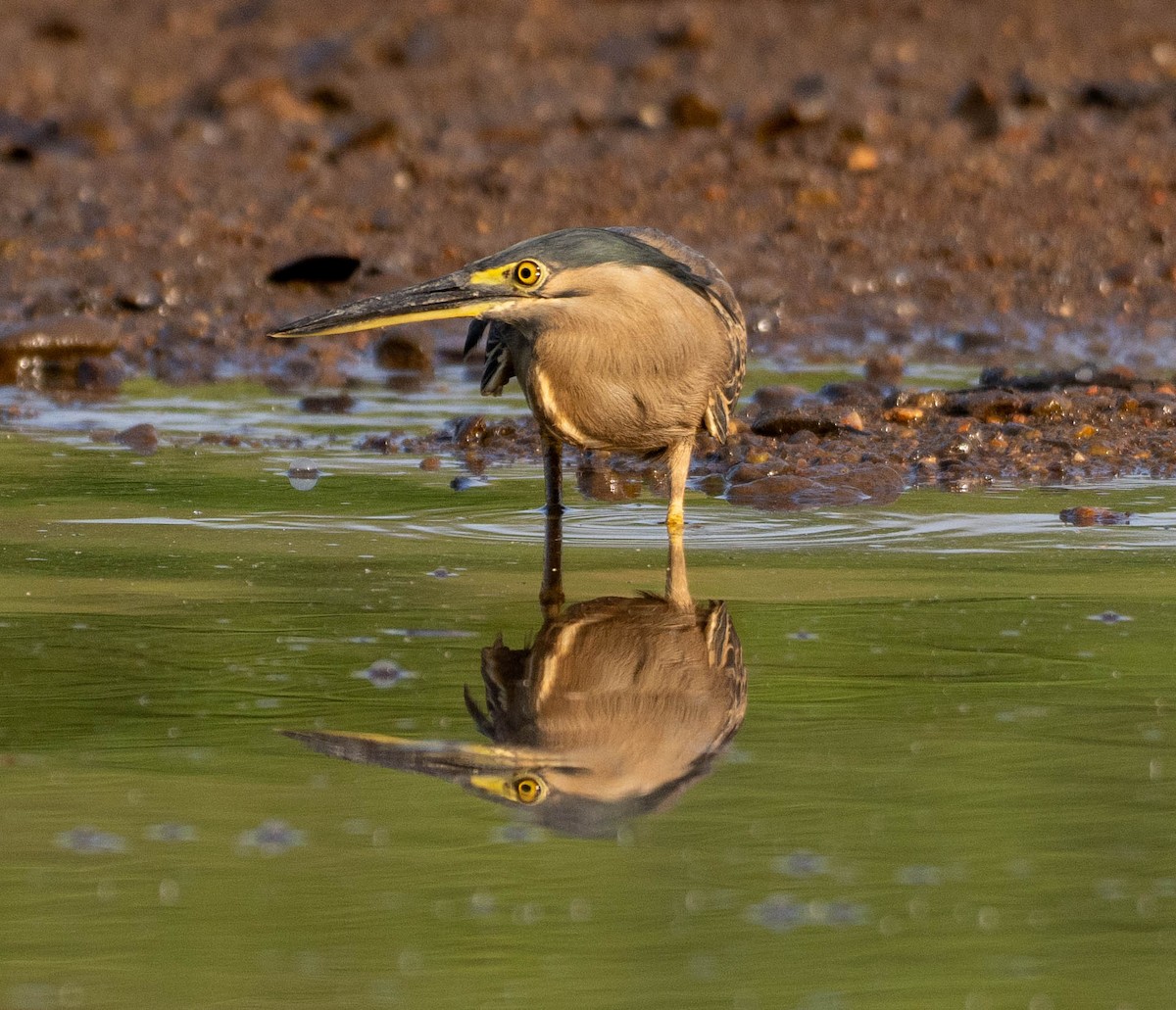 Little Heron - ML645879674