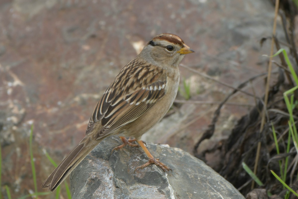 Dachsammer - ML645879675