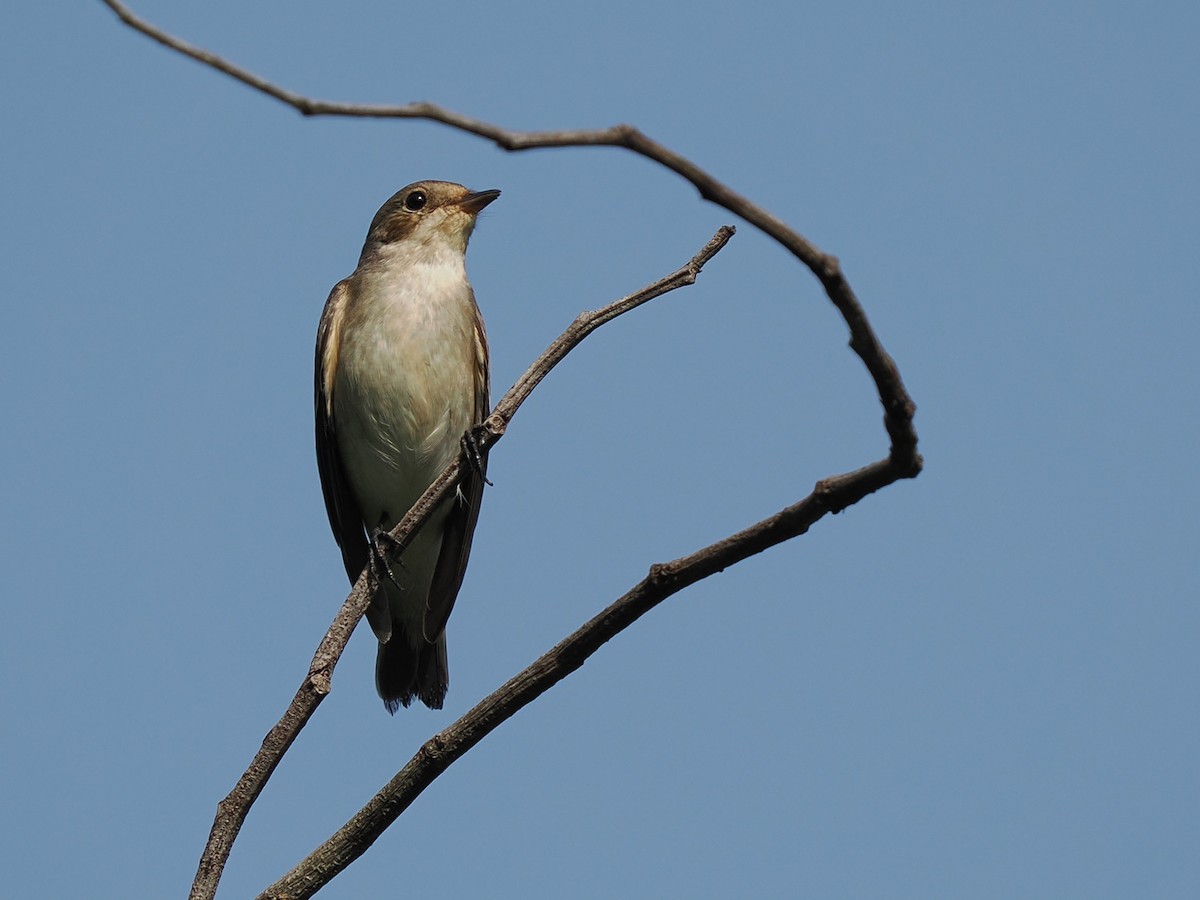 Trauerschnäpper - ML645879676