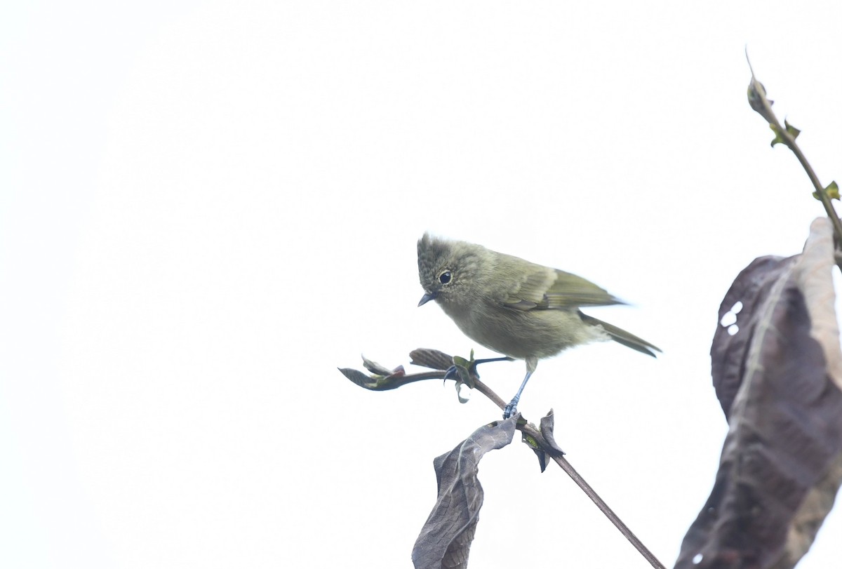 Laubmeise - ML645879677