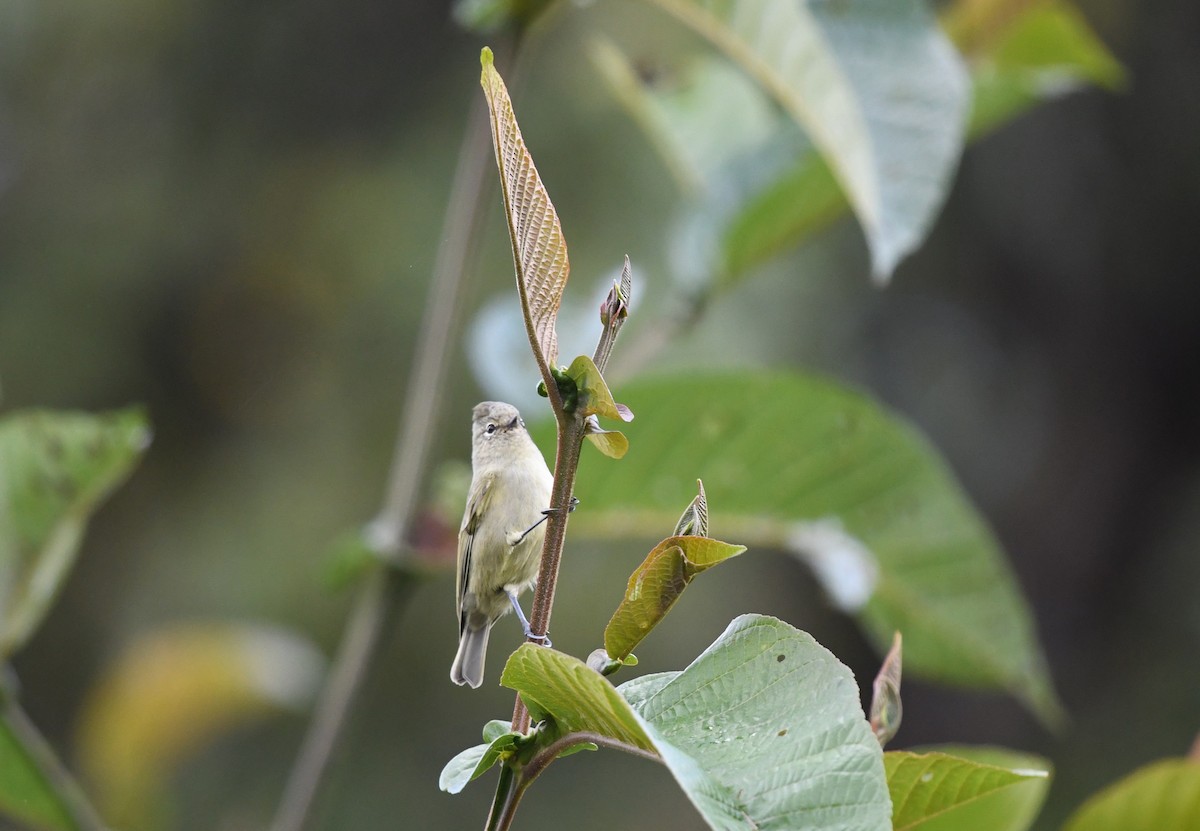 Laubmeise - ML645879678