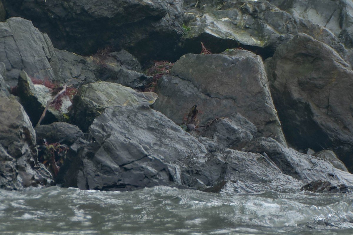 Kronenwaldsänger - ML645879679