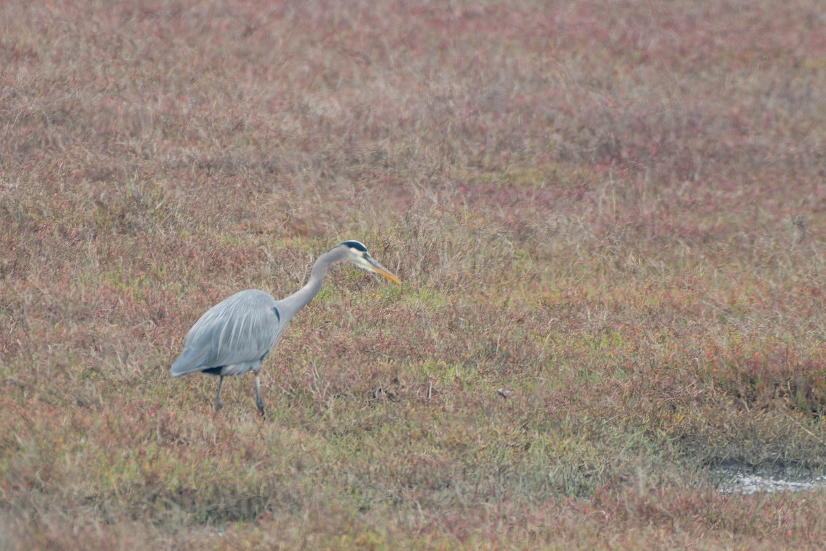 Kanadareiher - ML645879680