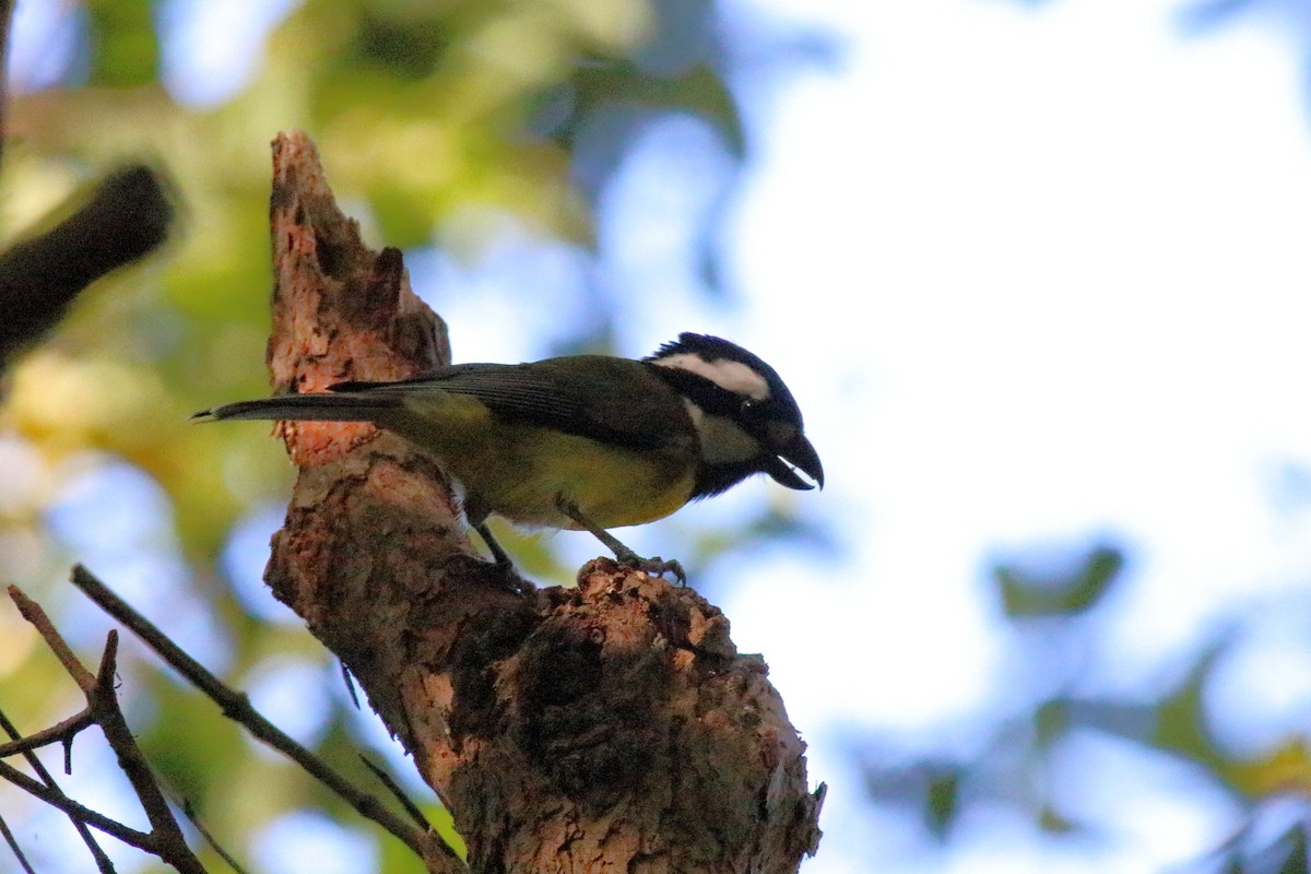 Eastern Shrike-tit - ML645879681
