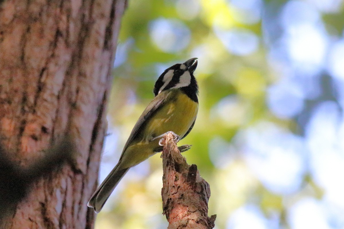 Eastern Shrike-tit - ML645879682
