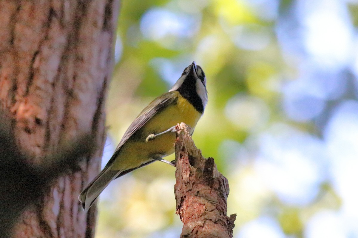Eastern Shrike-tit - ML645879683