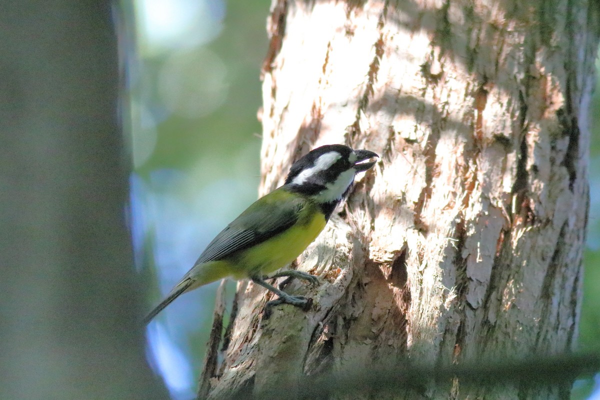 Eastern Shrike-tit - ML645879684