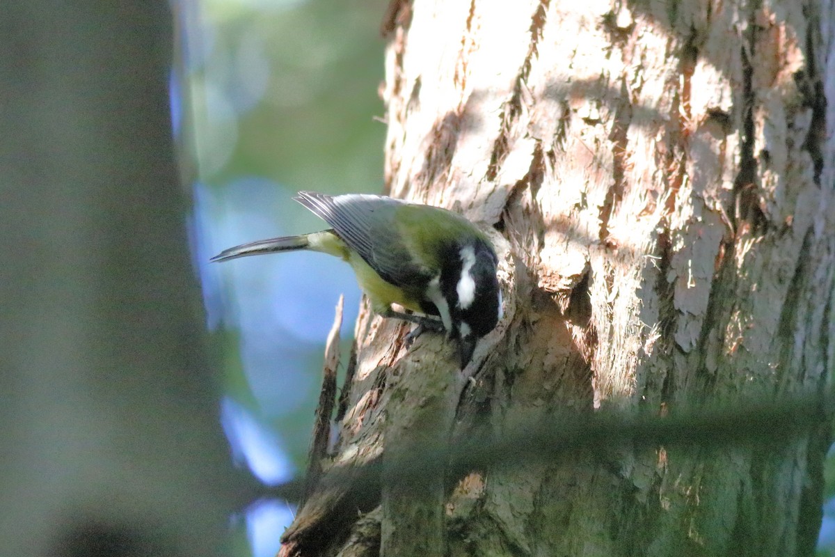 Eastern Shrike-tit - ML645879685