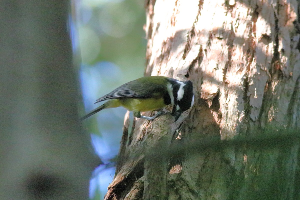 Eastern Shrike-tit - ML645879686